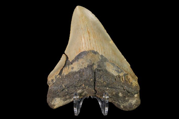 Serrated, Fossil Megalodon Tooth - North Carolina #147489